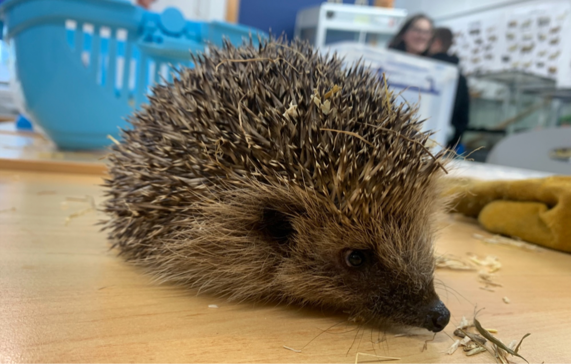 Hedgehog friendly students and staff achieve national silver award