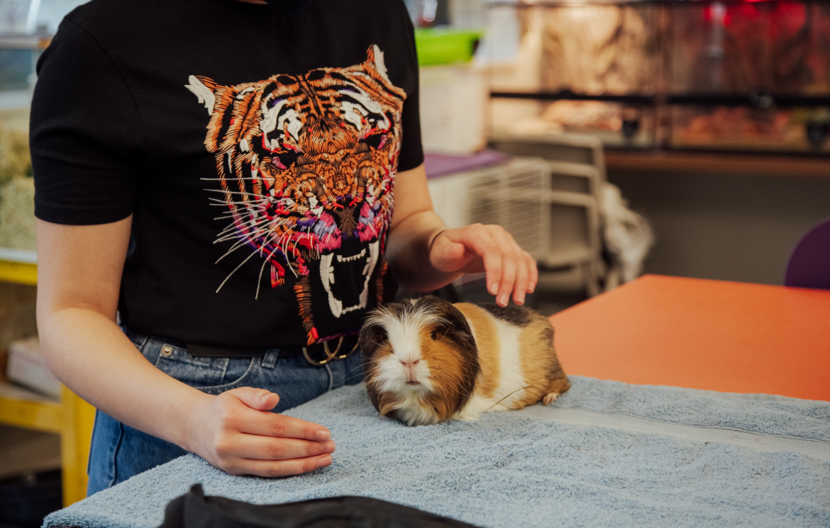 Getting the hands-on experience you need for a career in Animal Care has never been easier with a Higher National qualification